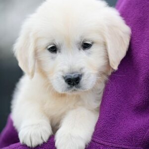 Montana Golden Retriever