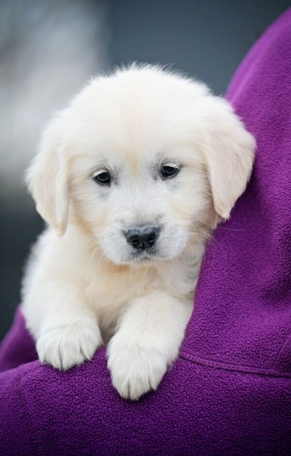 Montana Golden Retriever Montana Golden Retriever