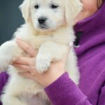 Montana-female-Golden-Retriever-puppy-for-sale-3