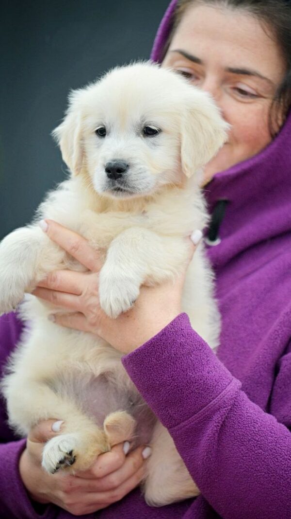 Montana Golden Retriever Montana Golden Retriever