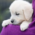 Montana-female-Golden-Retriever-puppy-for-sale-4