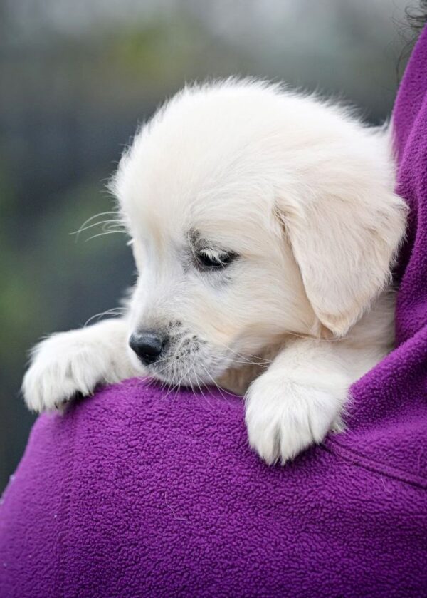 Montana Golden Retriever Montana Golden Retriever