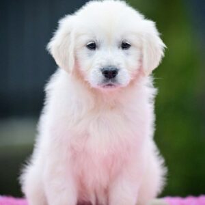 Montana Golden Retriever