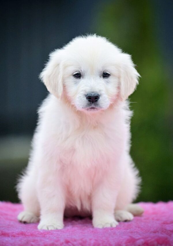 Montana Golden Retriever Montana Golden Retriever