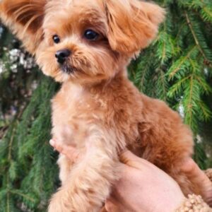 Monty Maltipoo Monty Maltipoo