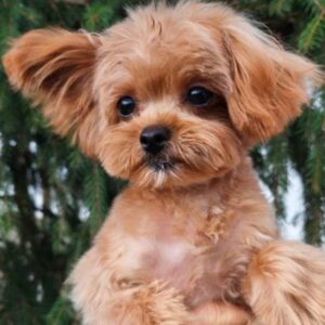 Monty Maltipoo Monty Maltipoo