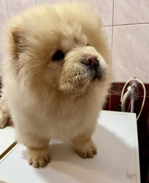 Morpheus Chow-Chow