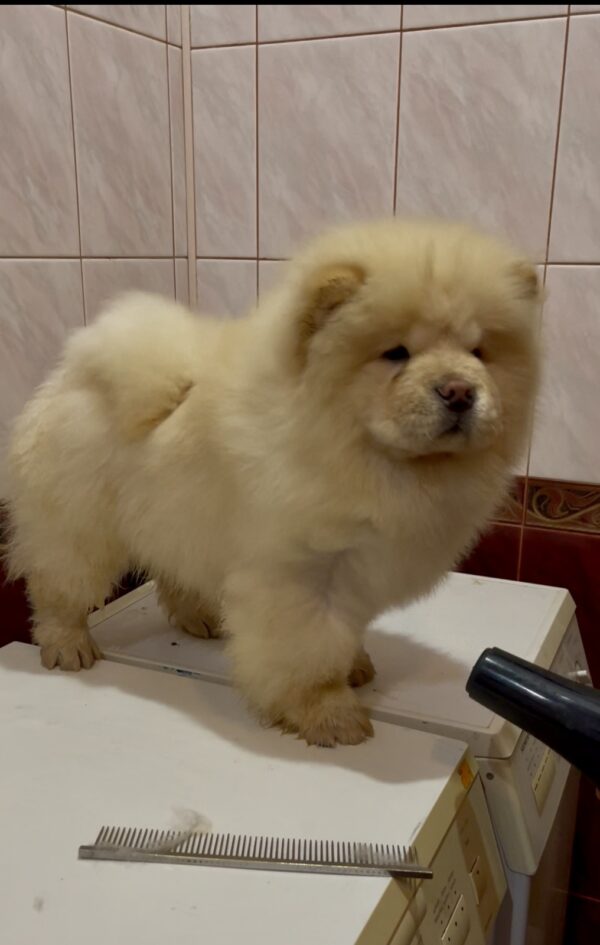 Morpheus Chow-Chow