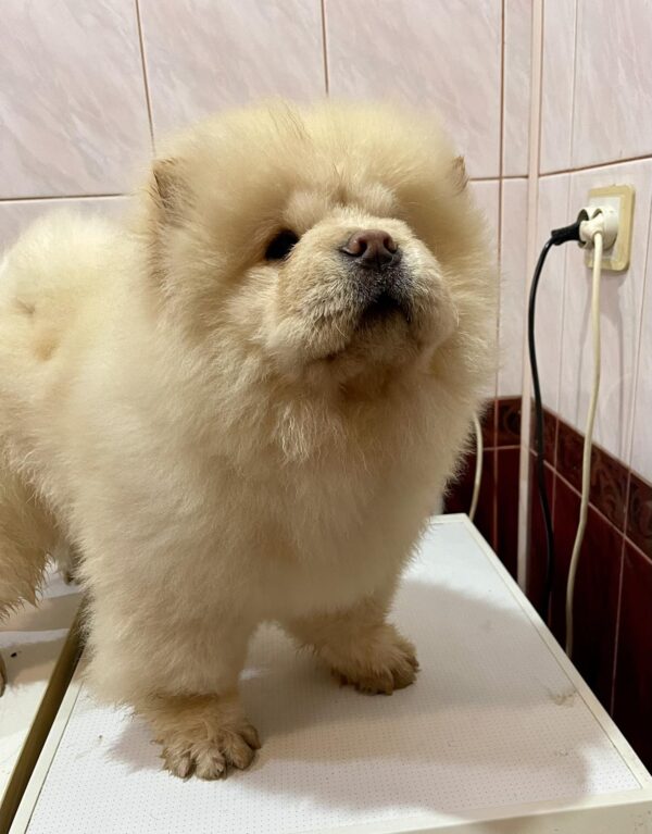 Morpheus Chow-Chow
