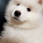NARVI-male-Samoyed-puppy-for-sale-1