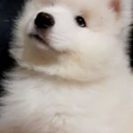NARVI-male-Samoyed-puppy-for-sale-2