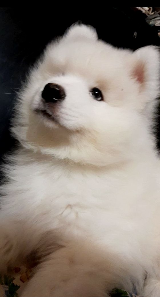 Narvi Samoyed Narvi Samoyed