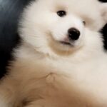 NARVI-male-Samoyed-puppy-for-sale-3