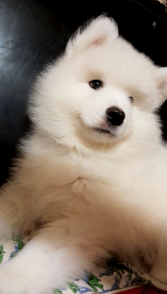 Narvi Samoyed Narvi Samoyed