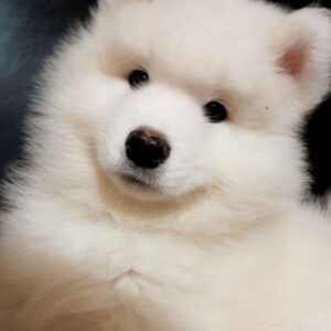Narvi Samoyed Narvi Samoyed