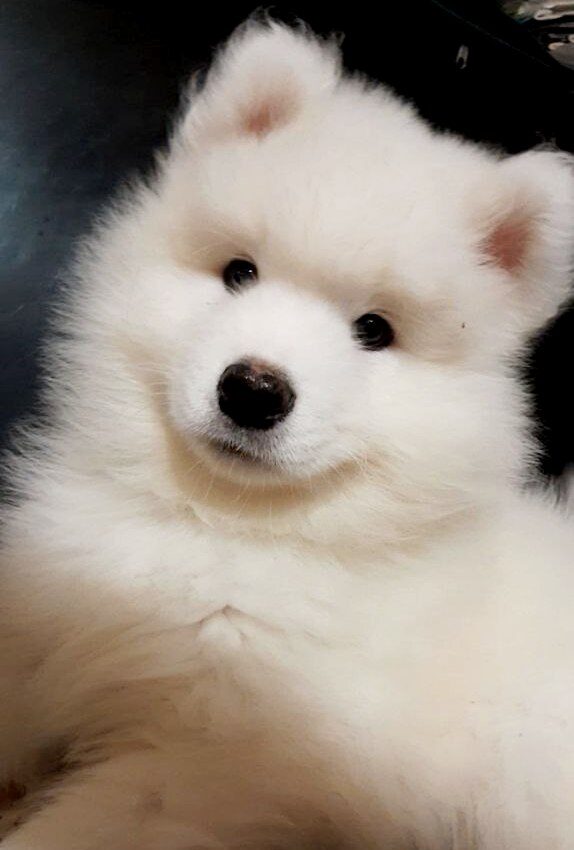 Narvi Samoyed Narvi Samoyed