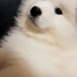 NYAL-male-Samoyed-puppy-for-sale-1