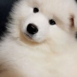 NYAL-male-Samoyed-puppy-for-sale-2
