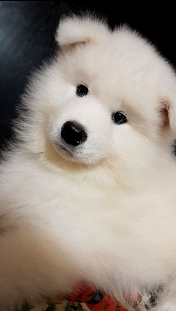 Nyal Samoyed Nyal Samoyed