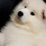 NYAL-male-Samoyed-puppy-for-sale-3