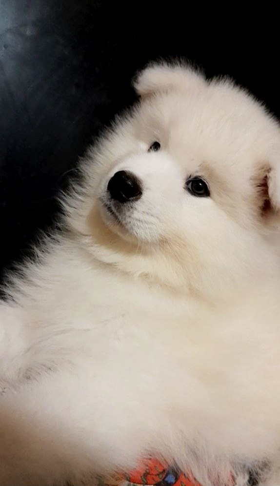 Nyal Samoyed Nyal Samoyed