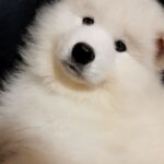 NYAL-male-Samoyed-puppy-for-sale-4