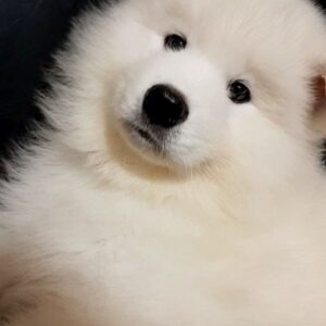 Nyal Samoyed Nyal Samoyed