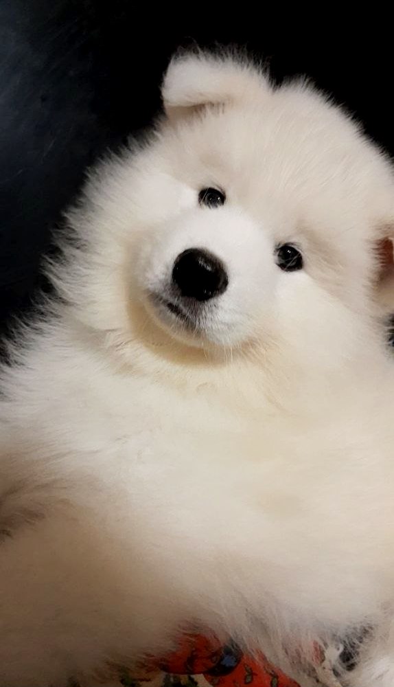 Nyal Samoyed Nyal Samoyed