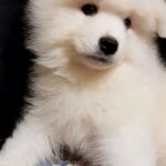 NYSSA-female-Samoyed-puppy-for-sale-1