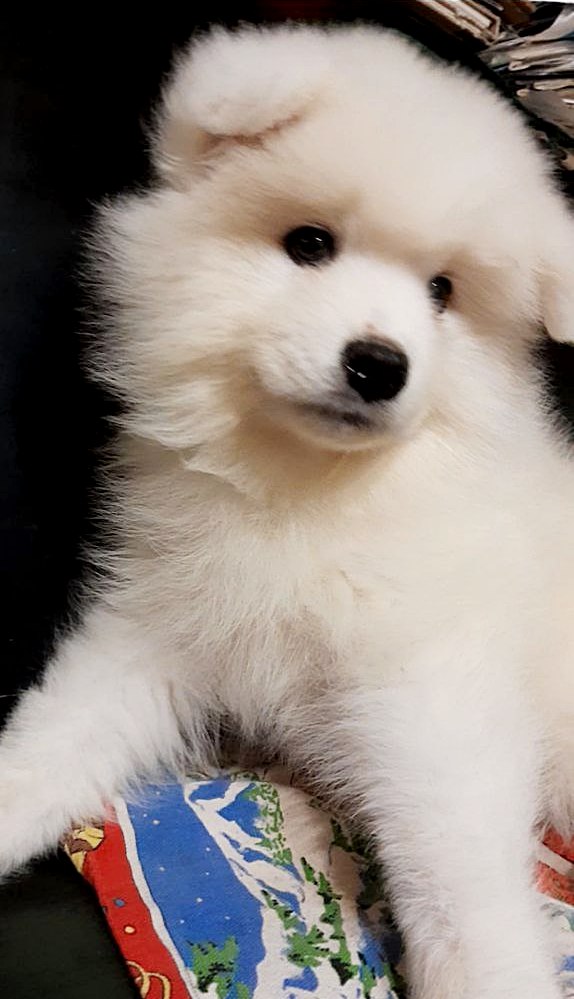 Nyssa Samoyed Nyssa Samoyed