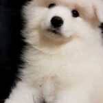 NYSSA-female-Samoyed-puppy-for-sale-2