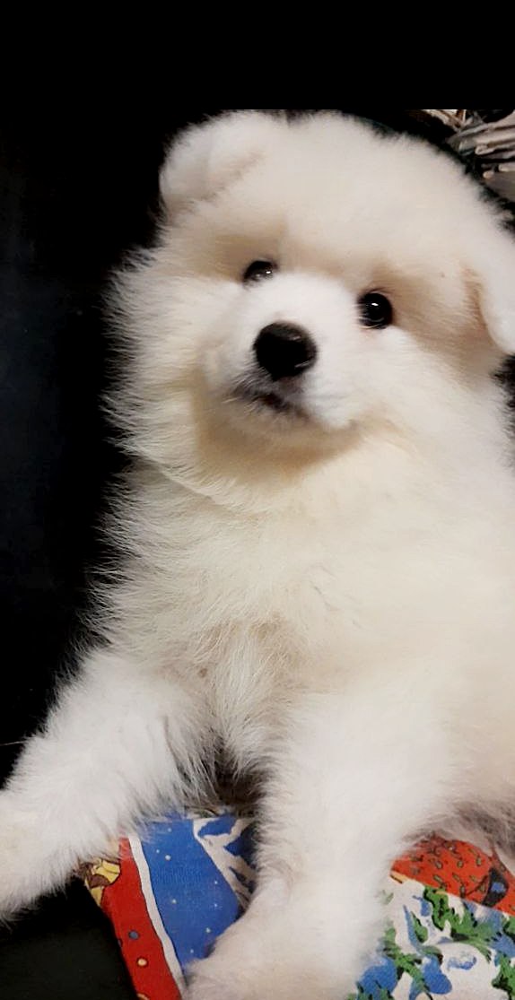 Nyssa Samoyed Nyssa Samoyed