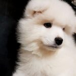 NYSSA-female-Samoyed-puppy-for-sale-3