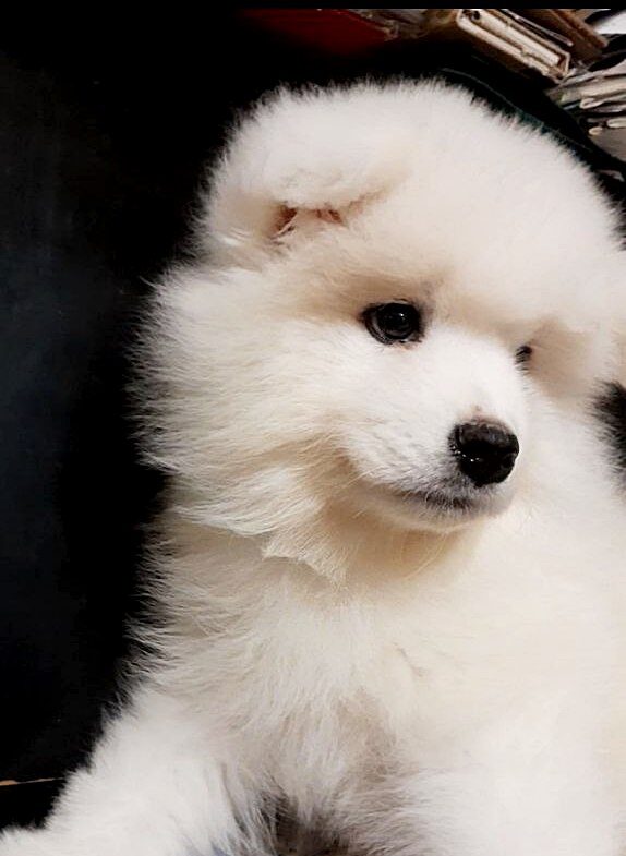 Nyssa Samoyed Nyssa Samoyed