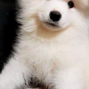 Nyssa Samoyed Nyssa Samoyed