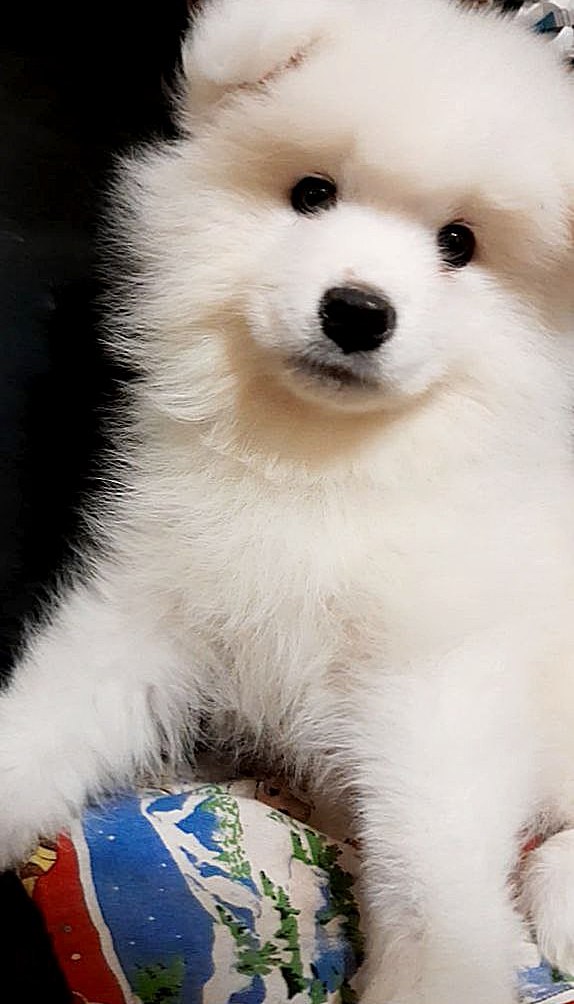 Nyssa Samoyed Nyssa Samoyed