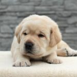 Nadd-male-Labrador-puppy-for-sale-1