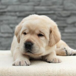 Nadd Labrador Retriever