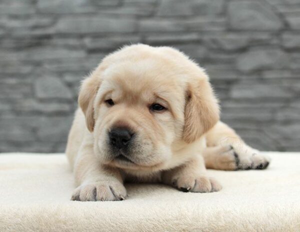 Nadd Labrador Retriever Nadd Labrador Retriever