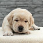 Nadd-male-Labrador-puppy-for-sale-2