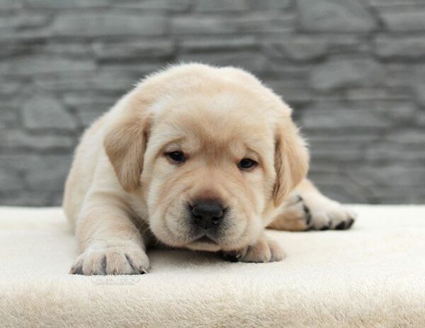 Nadd Labrador Retriever Nadd Labrador Retriever