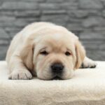 Nadd-male-Labrador-puppy-for-sale-3