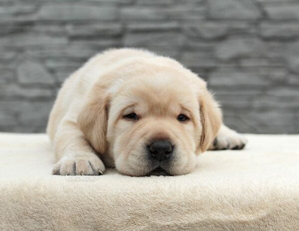 Nadd Labrador Retriever Nadd Labrador Retriever