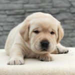 Nadd-male-Labrador-puppy-for-sale-4