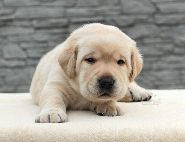 Nadd Labrador Retriever Nadd Labrador Retriever