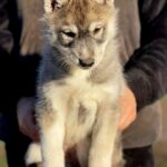 Naomi-female-Siberian-husky-puppy-for-sale-1