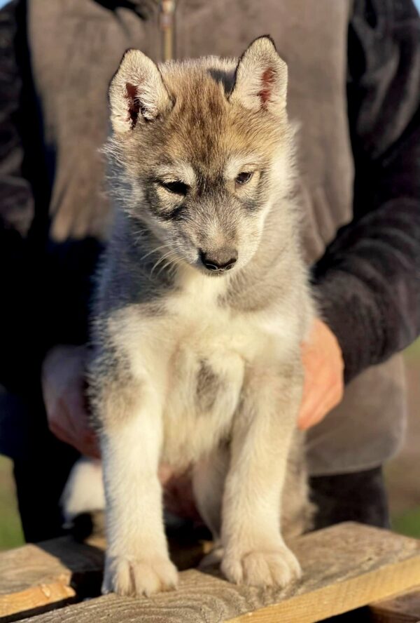 Naomi Siberian Husky Naomi Siberian Husky