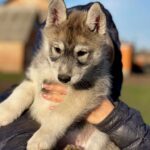 Naomi-female-Siberian-husky-puppy-for-sale-2