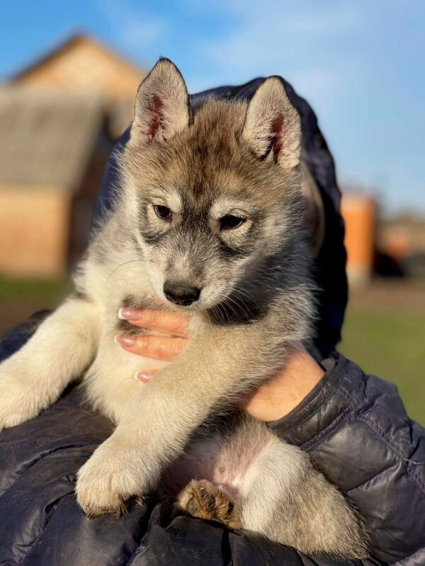 Naomi Siberian Husky Naomi Siberian Husky