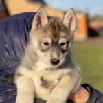 Naomi-female-Siberian-husky-puppy-for-sale-3